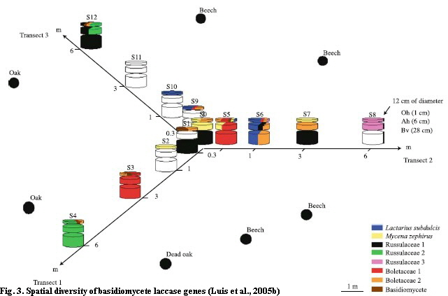 Fig3 spatial laccase gene diversity